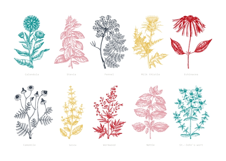 Medicinal herbs collection. Vector set of hand-drawn summer herbs, wildflowers, weeds, and meadows. Vintage aromatic plant illustrations. Herbal tea ingredients. Botanical elements in engraved style.